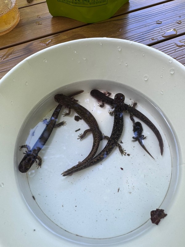 409902c36128cd16525326d1a56d4272_1753855