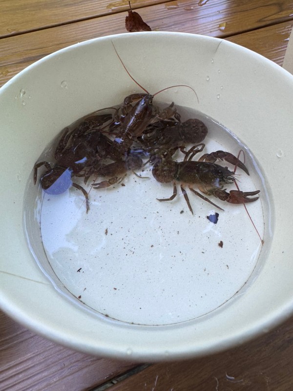 409902c36128cd16525326d1a56d4272_1753855